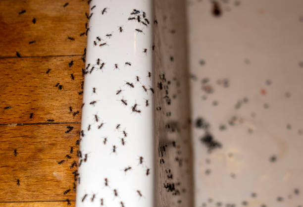 Best Exterminator Services  in Farmland, IN